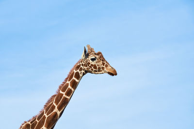 Giraffe head against blue sky