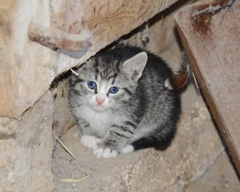 Portrait of kitten sitting 