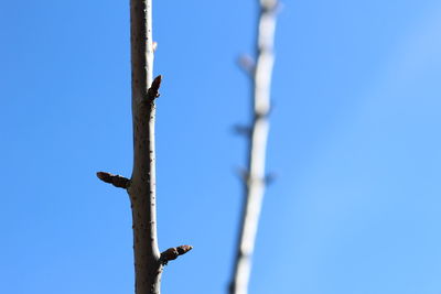 Low angle view of twigs against clear blue sky