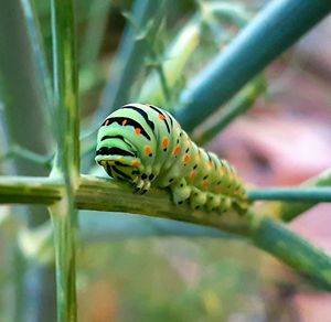 Close-up of ladybug on plant