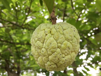 Close-up of fruit growing on tree