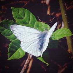 Close-up of butterfly on leaf