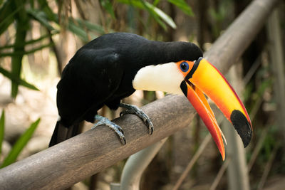 Close-up of toucan perching on wood