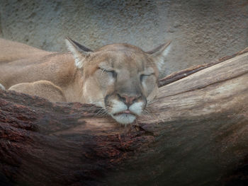 Close-up of cat relaxing