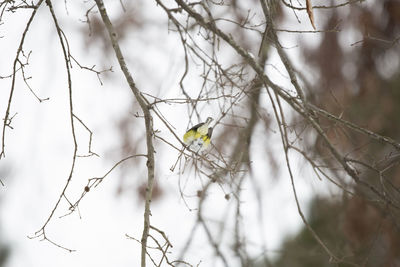 Bird perching on branch