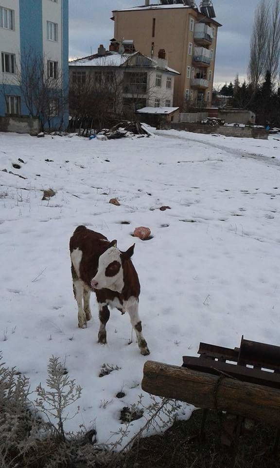 DOG IN WINTER