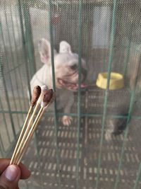 Baby hand holding chainlink fence in cage