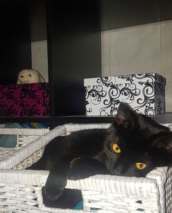 domestic cat