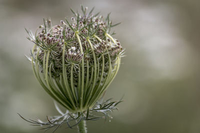 Close-up of thistle plant