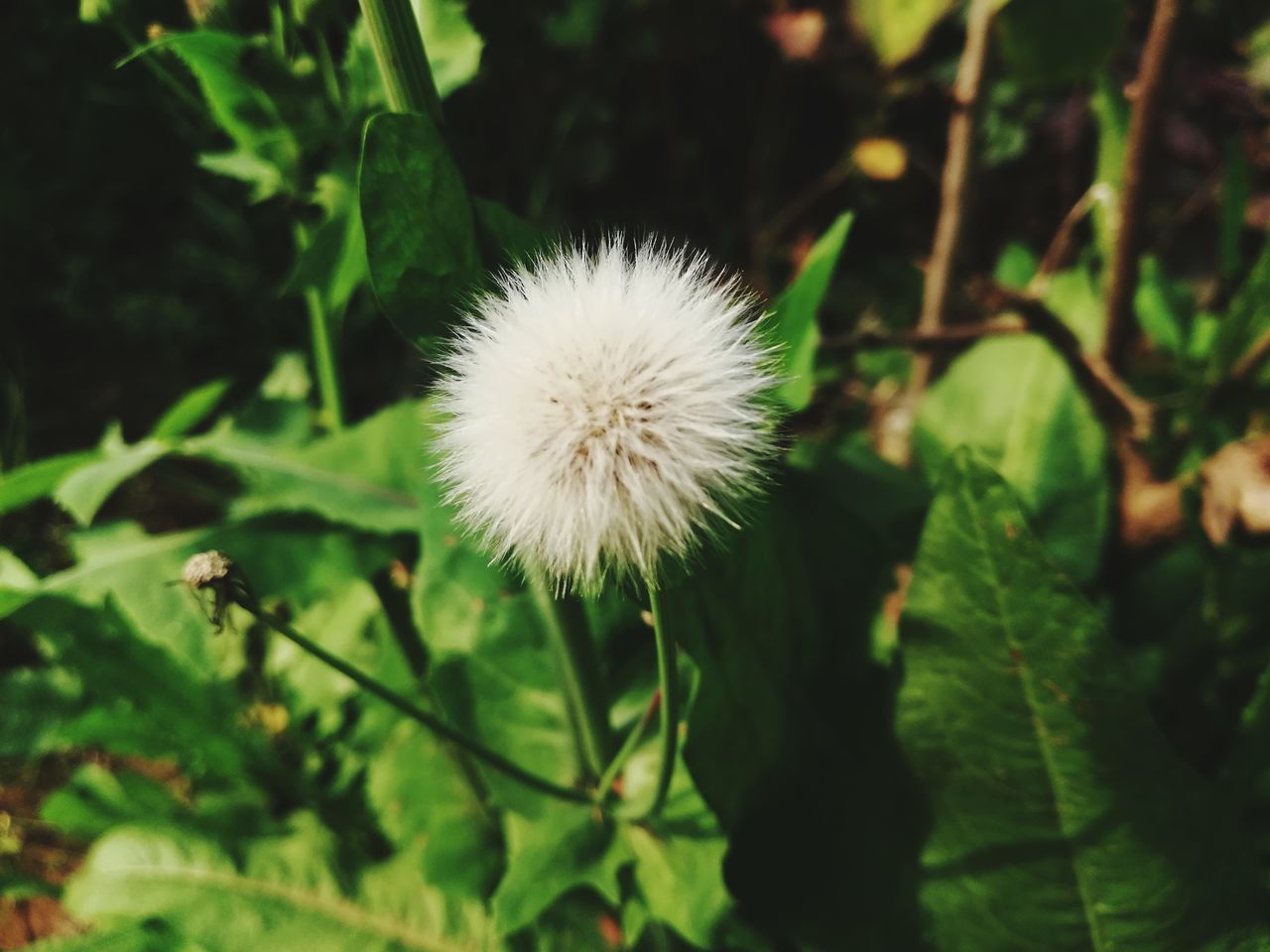 CLOSE-UP OF DANDELION AGAINST WHITE FLOWER