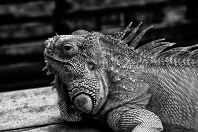 Close-up of iguana outdoors