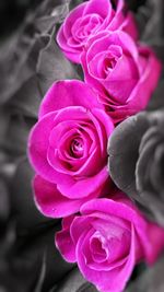 Close-up of pink rose