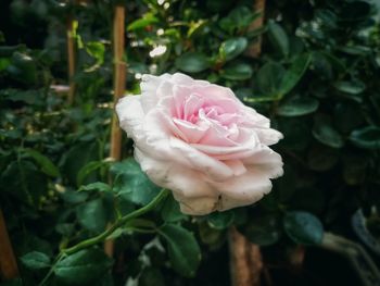 Close-up of pink rose