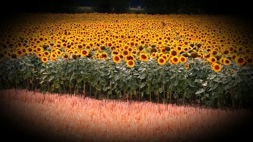 Close-up of flowers growing in field