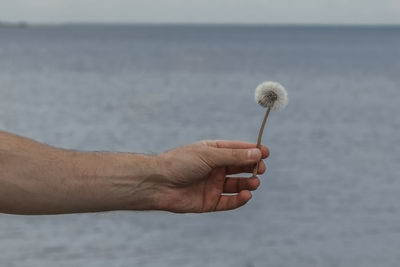 Close-up of hand holding dandelion against sea