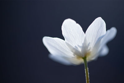 Close-up of white flower against black background