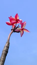 Low angle view of pink flowering plant against clear blue sky