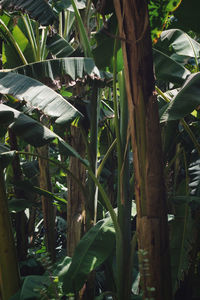 Close-up of bamboo trees in a field