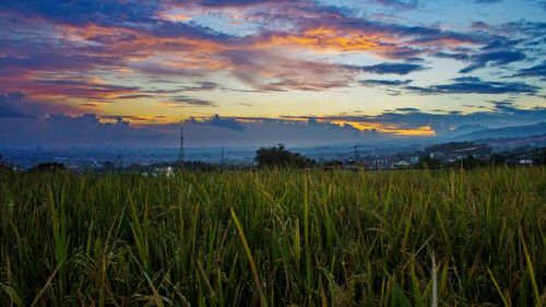 Scenic view of agricultural field against sky at sunset