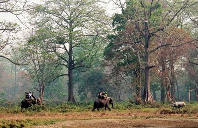 Horses in a forest