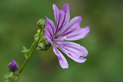 Close-up of purple flowering plant