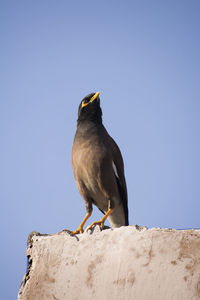 Low angle view of bird perching against the sky