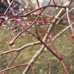 Close-up of tree branch during winter