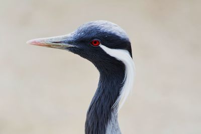 Close-up of duck