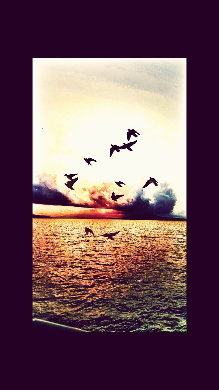 bird, animal themes, animals in the wild, wildlife, flying, transfer print, flock of birds, sunset, auto post production filter, water, silhouette, sky, sea, mid-air, nature, medium group of animals, spread wings, beauty in nature