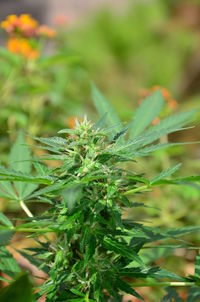Close-up of plant growing in field