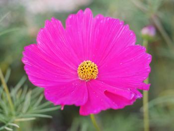 Close-up of pink flower