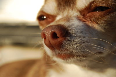 Close-up of dog looking away