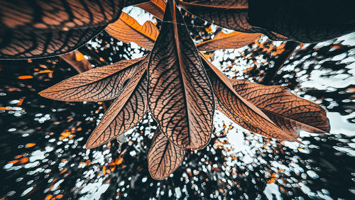 Low angle view of autumn leaves hanging on tree