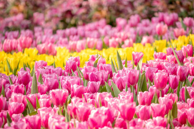 Close-up of pink tulips