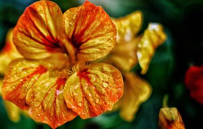 Close-up of water drops on red flowering plant