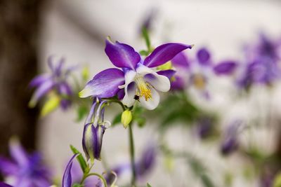 Close-up of purple flowers