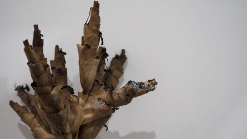 Close-up of dried plant against white background