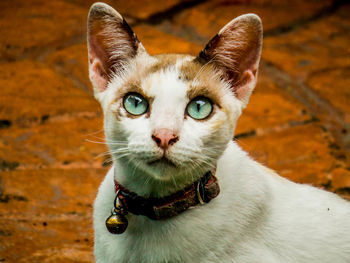 Close-up portrait of cat by sea