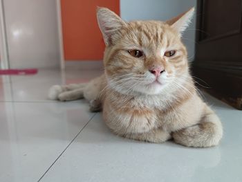 Portrait of cat resting on tiled floor