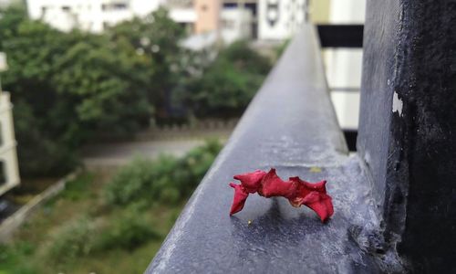 Close-up of red leaf against blurred background