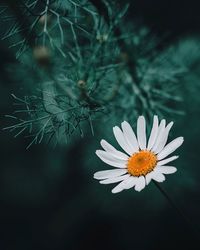 Close-up of white daisy flower