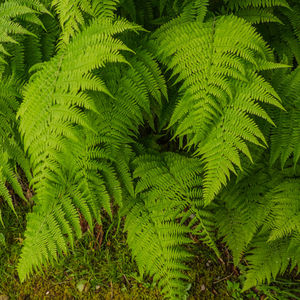 Full frame shot of fern tree