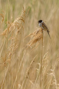 Close-up of bird perching on branch