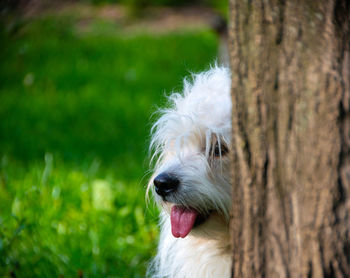 Close-up of dog sticking out tongue