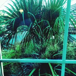 Reflection of trees on glass window