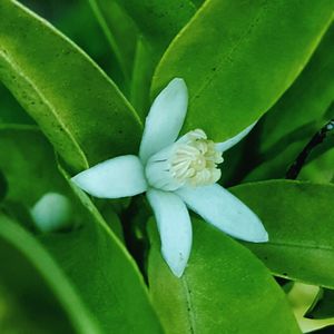 Close-up of flower