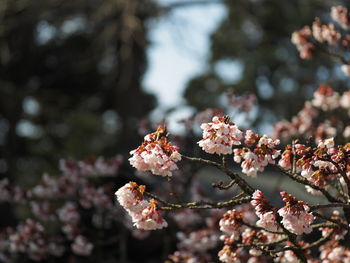 Close-up of pink flowers on branch