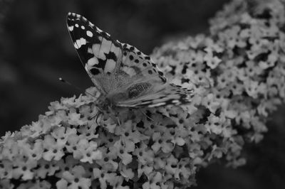 Close-up of butterfly pollinating flower