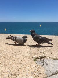 Flock of birds on beach