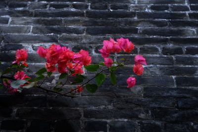 Close-up of red flowering plant against brick wall